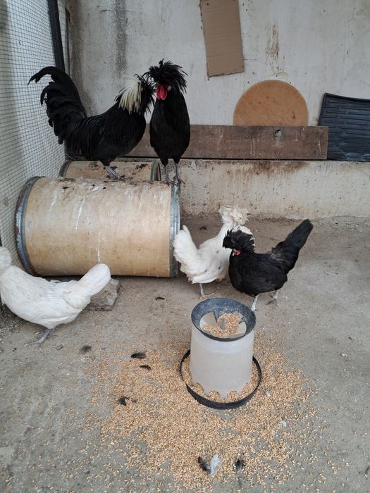 Оплодени яйца от холандска качулата