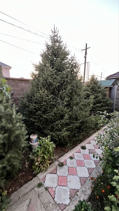 Продам живые  ели