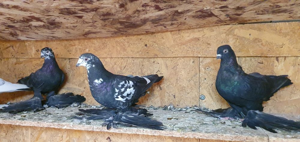 Голуби бойные и декоративные
