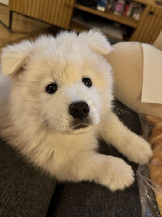 Catelusa Samoyed