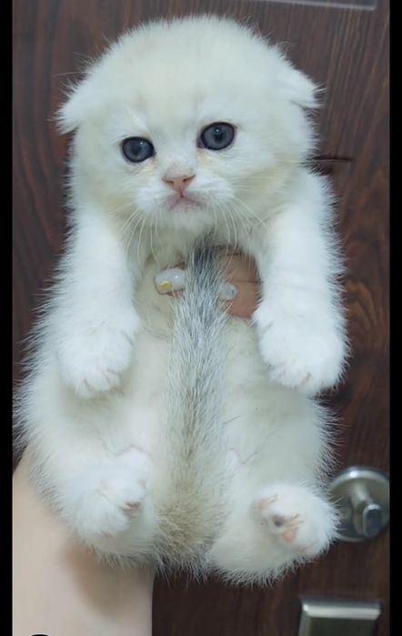 Девочка и мальчик скоттиш фолд серебристая шиншилла