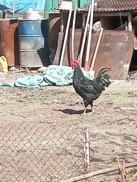 Петухи австролорп