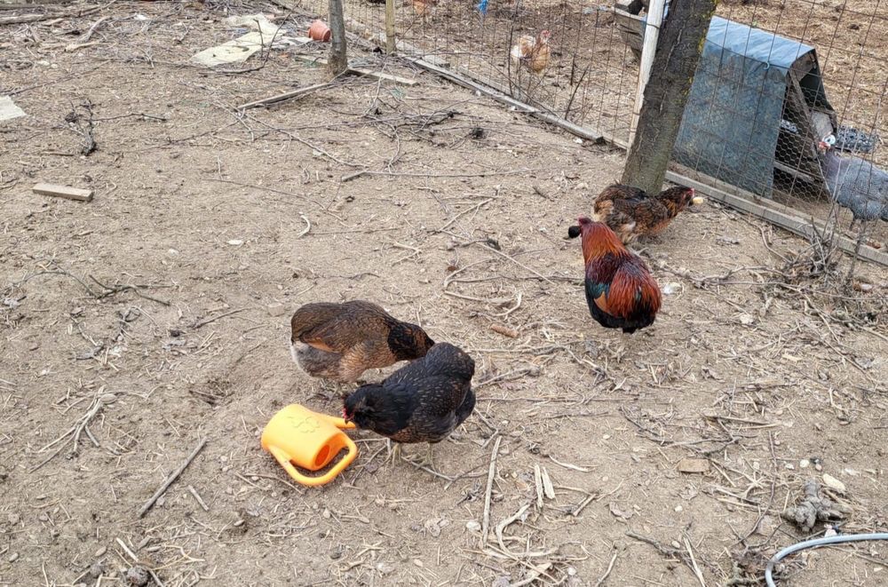 Oua  de gaina Araucana