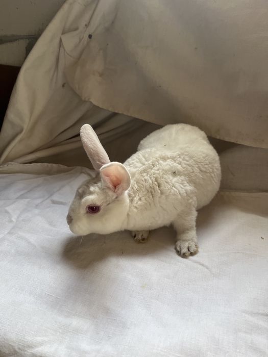 Iepurași Holland Lop  și Rex pitic ! Citiți descrierea anunțului