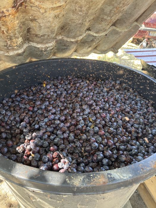 PRUNE ROȘII romanesti  – pentru tuica
