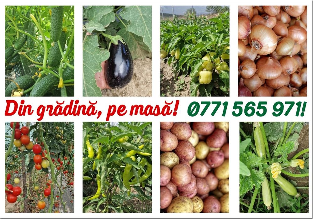 Legume de sezon BIO
