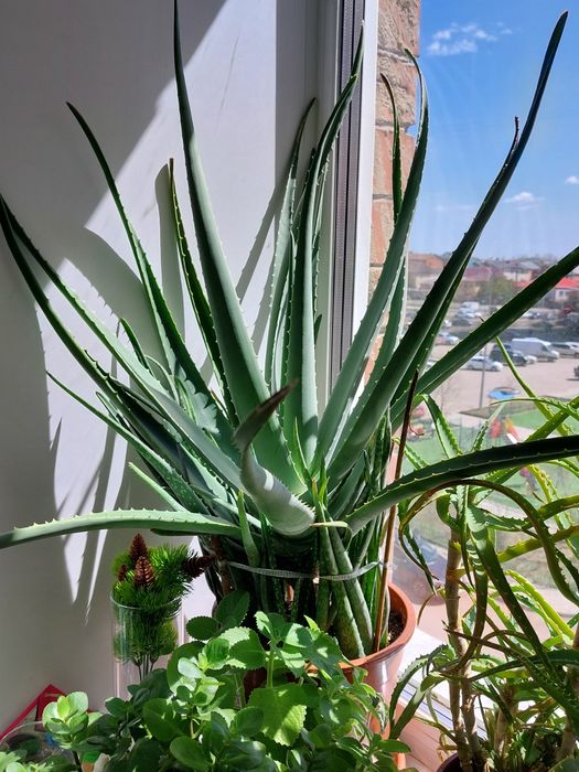 Комнатные цветы ...