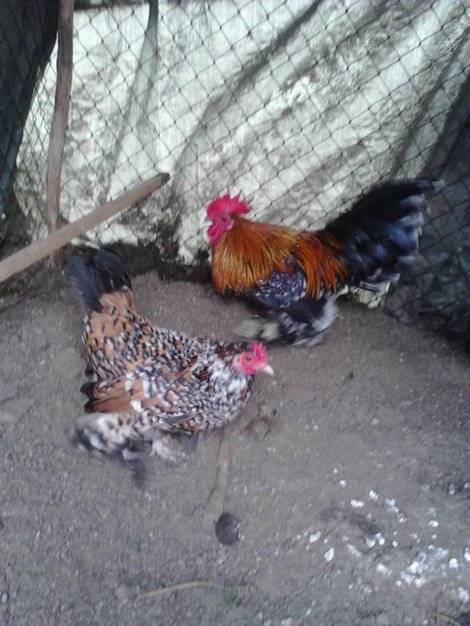 gaini si cocosei pitici mii de flori