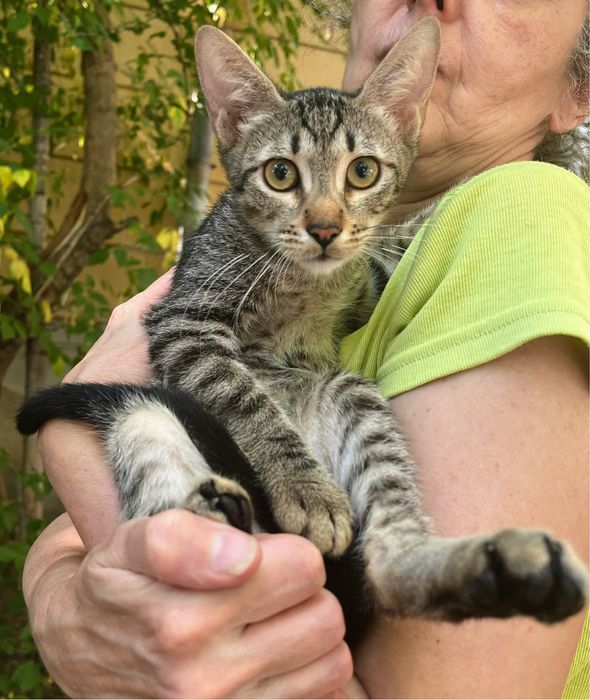 Metisi British Shorthair tabby pui, gratuit
