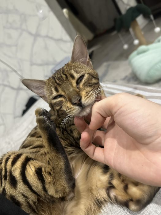 Бенгальская кошечка