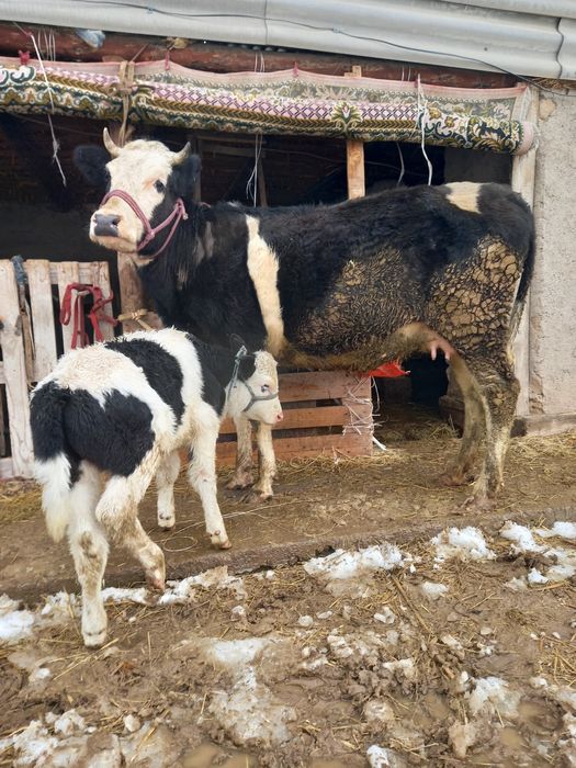 Сауынды сиыр сатылады