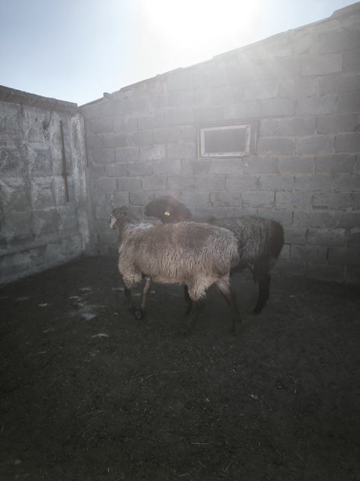 Продам бараны кошкар крупные молодые на откорме