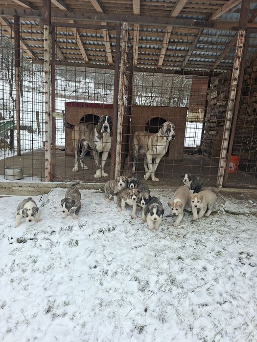 Ciobanesc asia centrala