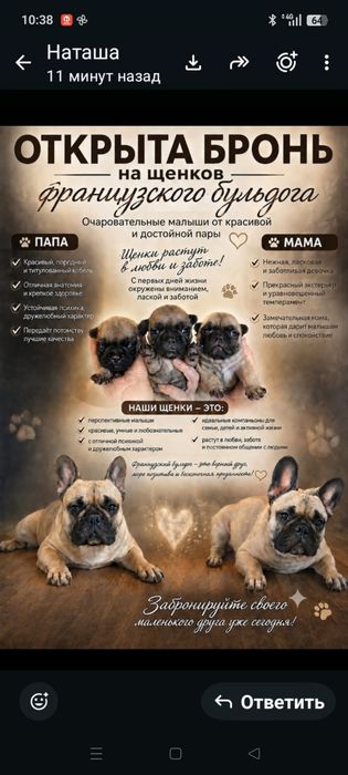 Щенки французского бульдога