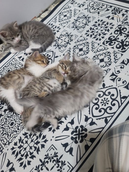 Shatlan tikin disayam boladi