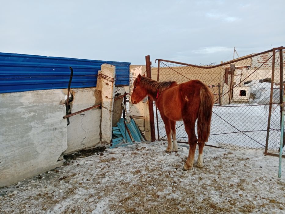 Продам 2 байтал кобылки