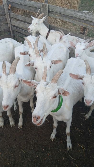Patron de ferma