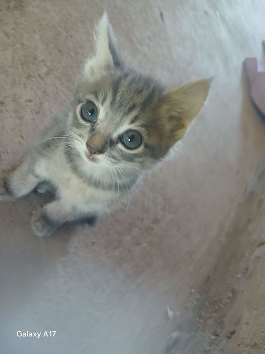 Mushuk bolalari 2 ōğil 2qiz