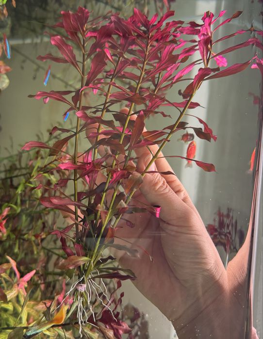 Аквариумные растения