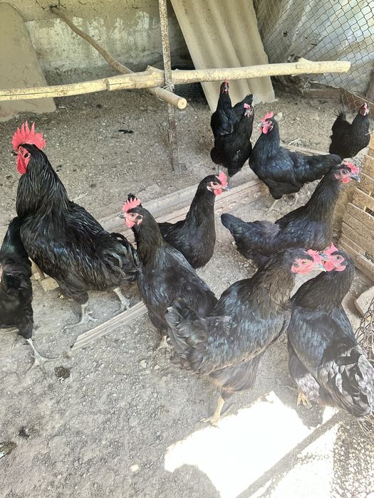 Onam pornoda qizining mushukini yalaydi