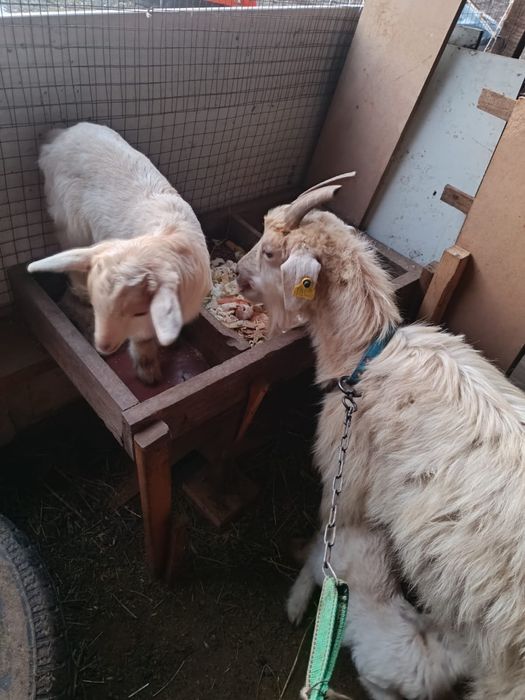 Ешкі лағымен сатылады