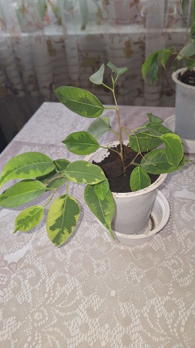 Продам Фикус Бенжамина