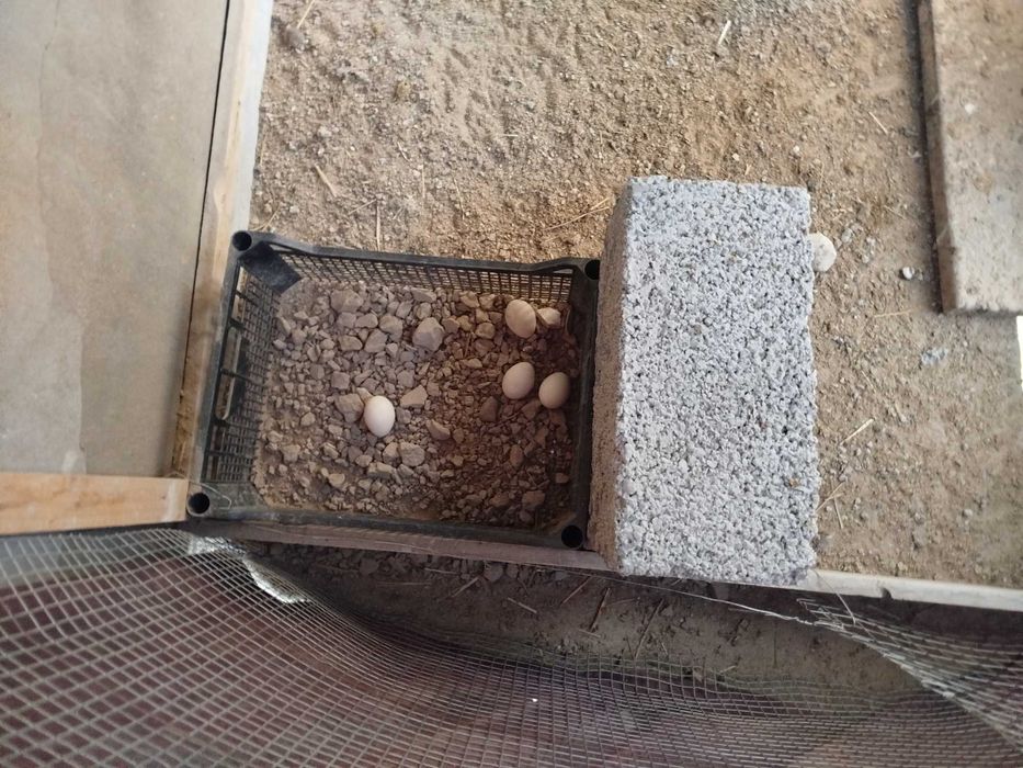 Продаётся японские куры