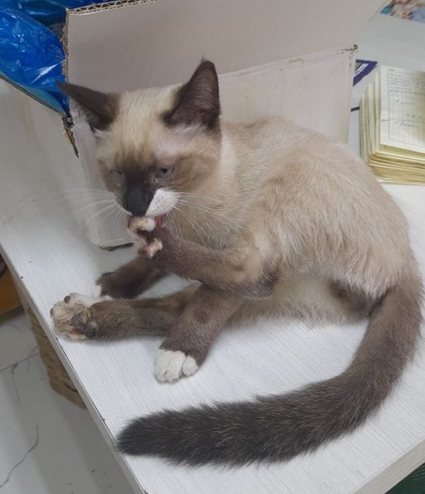 отдаю котёнка в хорошие руки