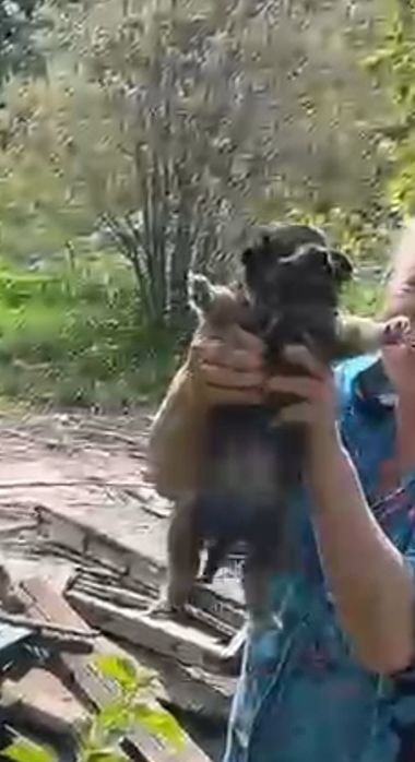 Отдам в добрые руки
