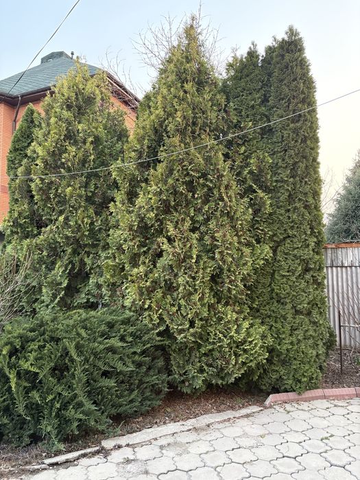 Продам Туи, 5-6 м, самовыкоп