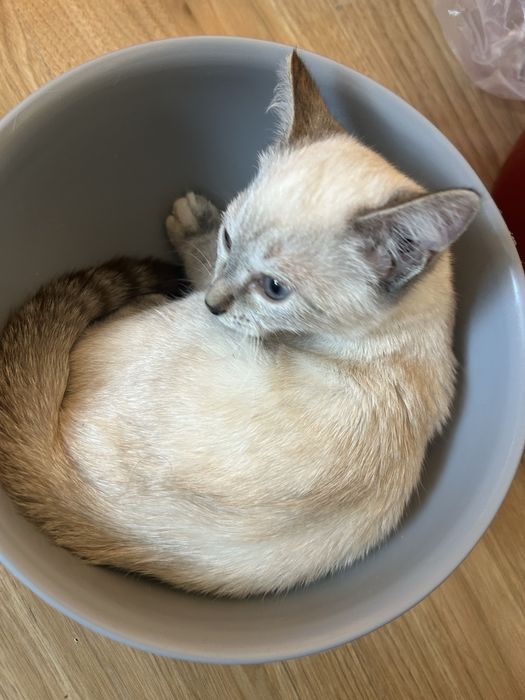 Отдам кошку в добрые руки