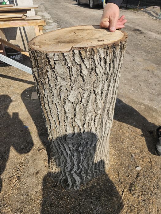 Дерево пень орех