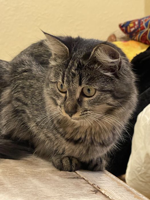 Sibirskiy mushugimiz vyaskaga…