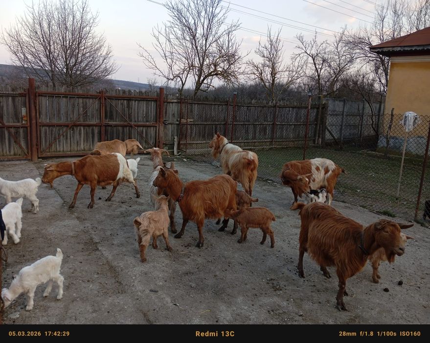 Vând capre cu iezi bune de lapte