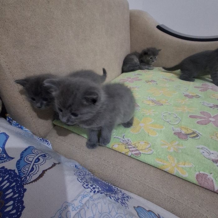 В добрые ручки,бесплатно