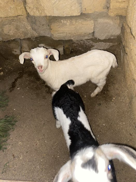 Алпи лақтар сатлады