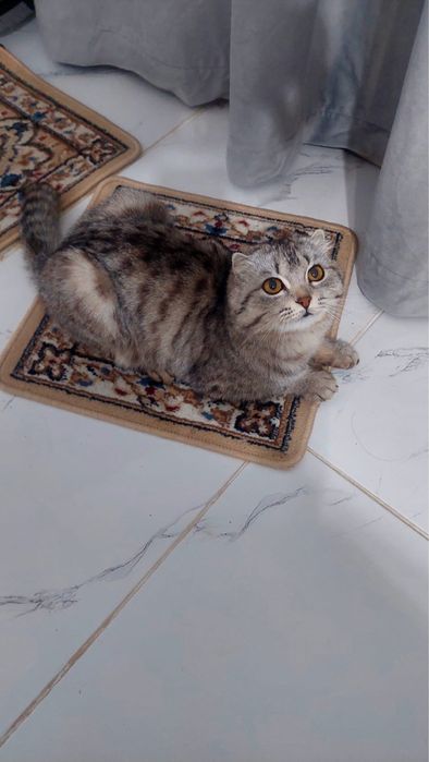 Мысық шотлан ер мысық