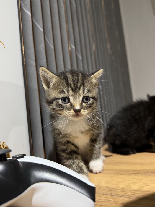 Котята скоттиш страйт