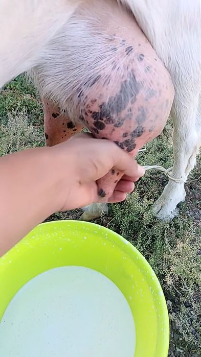 Продам дойную козу 3 года