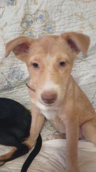 Отдам в добрые руки