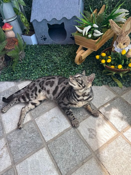 Красивая бенгальская кошечка