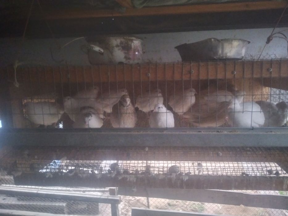 Бодене сатылады жашигимен