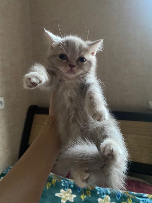 Котята вислоухие