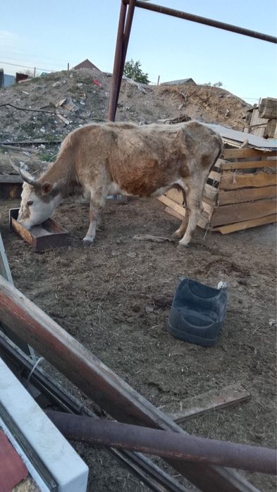 Продам стельную корову
