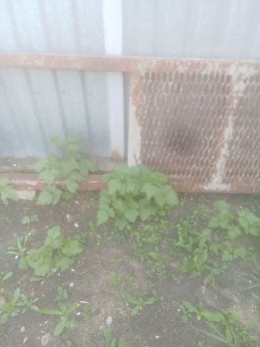 Продам саженцы еживики