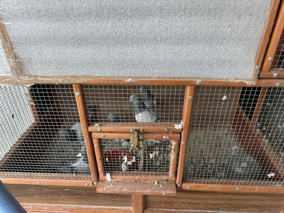 Kabutarlar sotiladi qafasi bilan