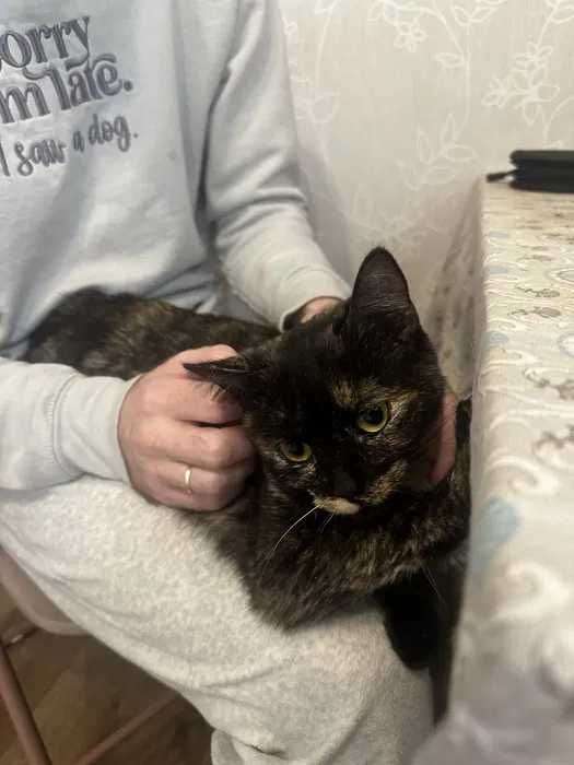 Молодая кошка Дуся