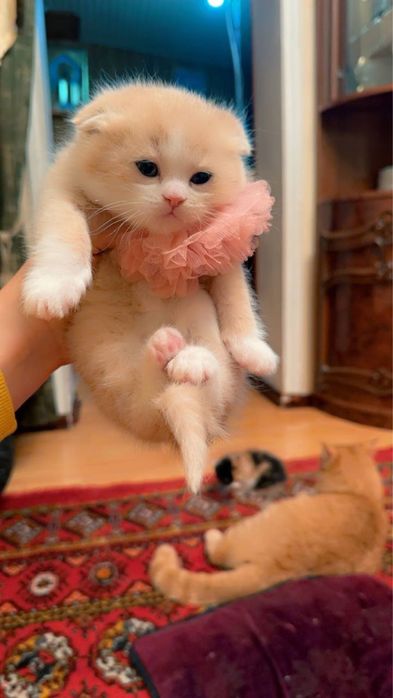 Skotiw fold 13 asl mushuk bolalaeri