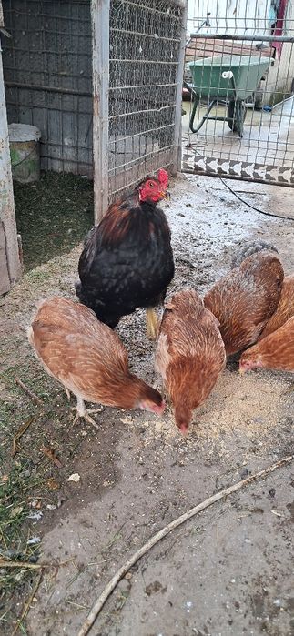 Gaini araucana Onești