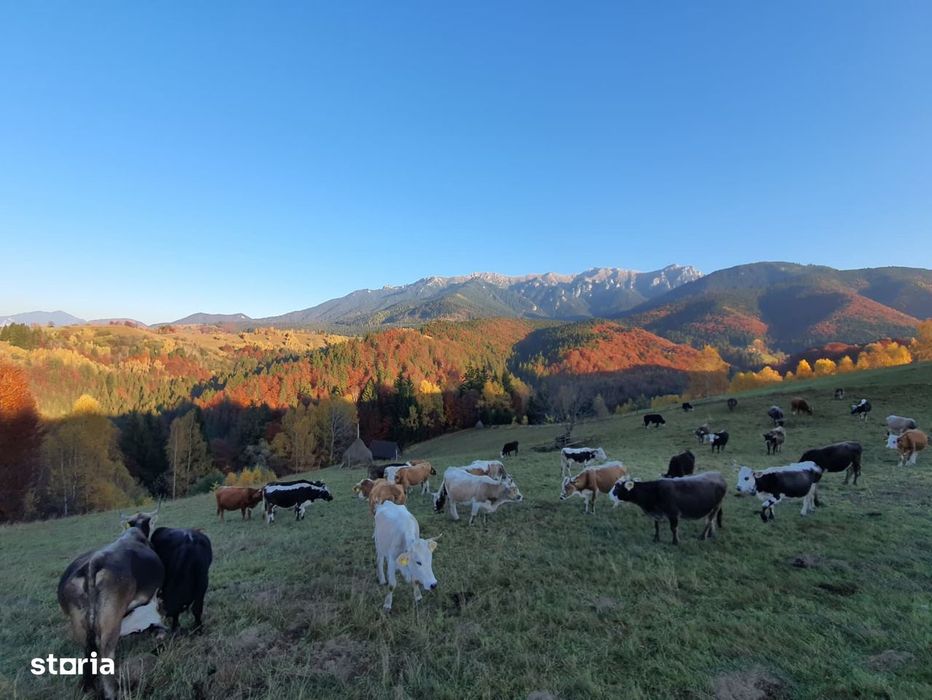 Loturi premium, cu vedere directă către Mt Bucegi